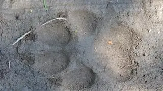 Jeden z tropów odnaleziony przez leśników