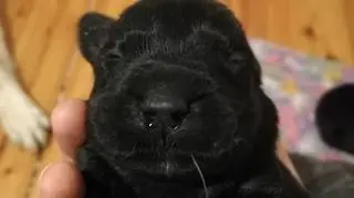 Jeden ze szczeniaków odebranych z pseudohodowli