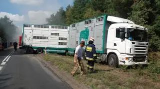 Jedna z ciężarówek była przystosowana do przewozu zwierząt