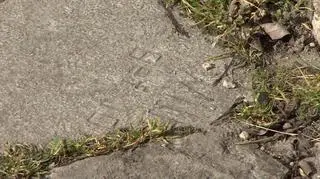 Jedna z płyt we wrocławskim Parku Wschodnim