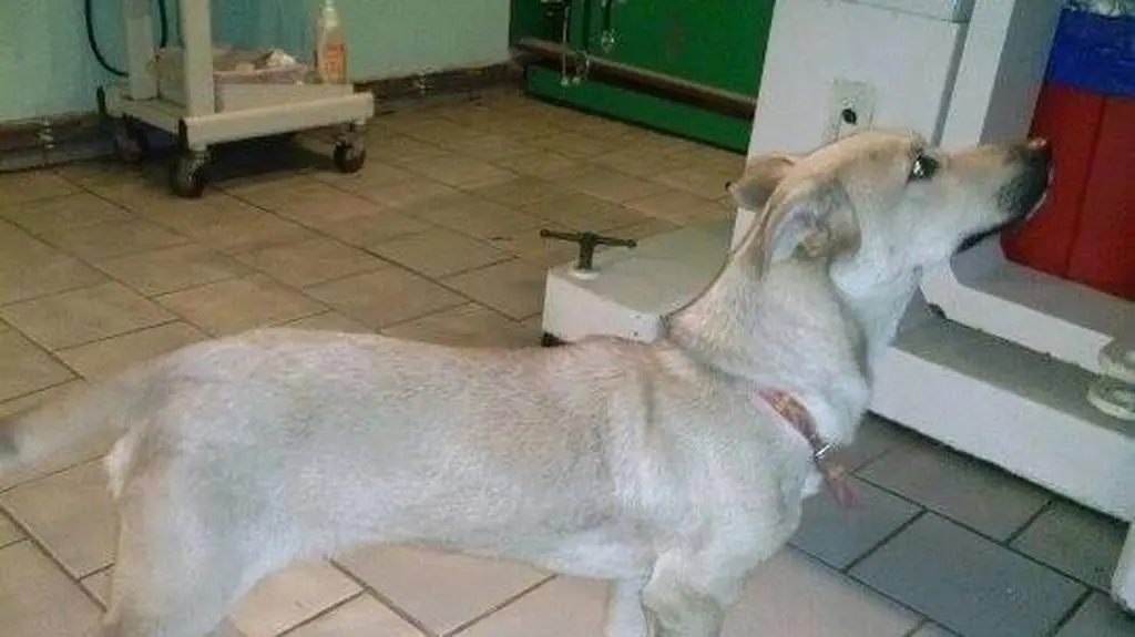 Jego stan jest ogólnie dobry