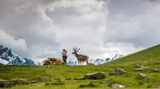 Jeleń był niezwykle ufny