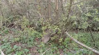 Jelonek zaplątał się w krzakach