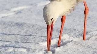 Jest mało płochliwy i potrafi jeść z ręki