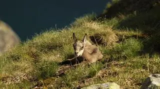  Jest to gatunek sprowadzony przez Czechów na początku XX wieku