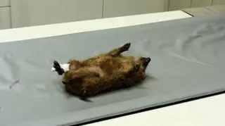 Jeż na macie magnetycznej