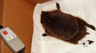 Jeż podczas badań