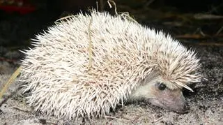 Jeże białobrzuche częściej spotyka się w prywatnych hodowlach niż w zoo
