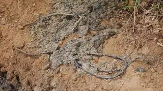 Kabel znaleziony w miejscu odkrycia 