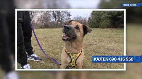 Kajtek czeka na adopcję