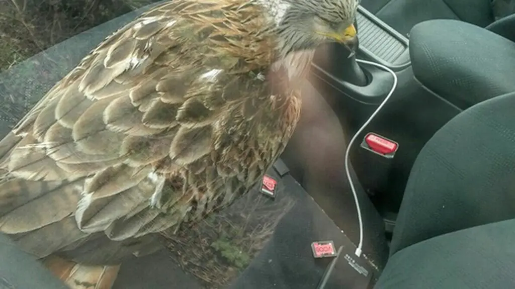 Kania ruda w samochodzie reportera