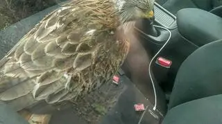 Kania ruda w samochodzie reportera