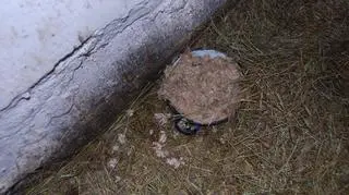 Karma psów z hodowli w Jabłowie