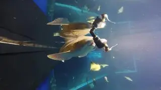 Karmienie rekinów we wrocławskim Afrykarium 