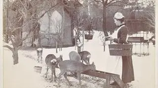Karmienie zwierząt w zoo