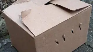 Karton w którym porzucono króliki miniaturki
