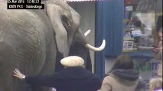 Każdy chciał pogłaskać Tembo