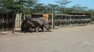 Każdy krok nosorożca jest bacznie obserwowany 