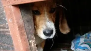 Kiedy przyszli inspektorzy, psy były nieufne i wystraszone