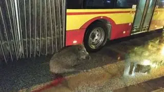 Kierowca warszawskiego autobusu zaopiekował się dzikiem, który wyszedł na jezdnię i został ranny