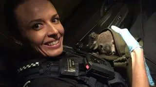 Koala ma około sześciu miesięcy 