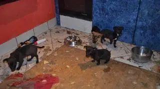 Kobiecie odebrano 19 psów 