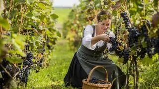 Kobieta zbiejąca winogrona