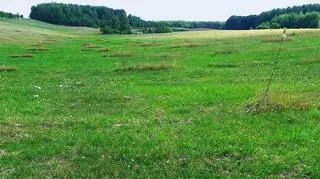 Kolejny z sadów, do którego dopłacała Unia