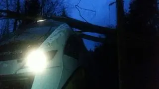 Kolizja pociągu z drzewem