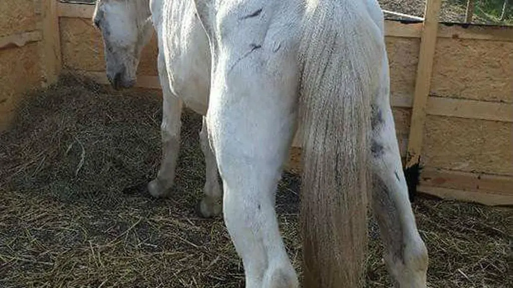 Koń Siwek