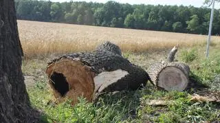 Konar, który spadł na samochód był pokaźnych rozmiarów