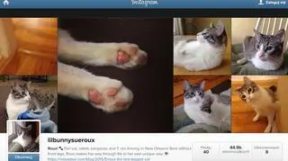 Konto kotki Roux na Instagramie