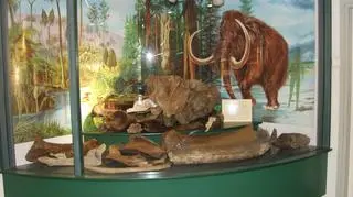 Kości mamuta znalezione dwa lata temu