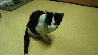 Kot  stracił łapkę 