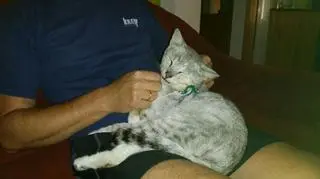 Kot Szaman Czerwińskich