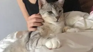 Kot Szaman Czerwińskich