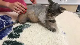 Kot wraca do zdrowia. Wkrótce zamieszka w nowym domu