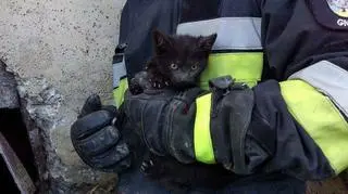 Kotek jest cały i zdrowy