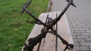 Kotwica z dna Ekomariny w Giżycku 