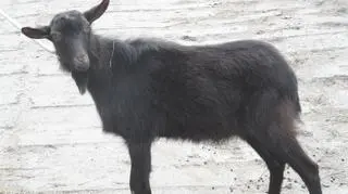 Koza błąkała się po centrum miasta