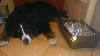 Koza Wiktoria i pies Ben