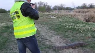 Krokodyl jest całkiem spory (policja Poznań)