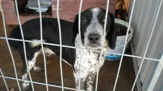Kropek na razie przebywa w punkcie przetrzymań zwierząt