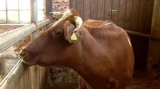 Krowa Matylda nie ma pojęcia, jak bardzo jest sławna