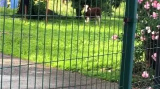 Krowa na gigancie