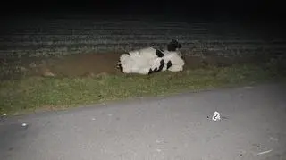 Krowa została uśpiona po wypadku 