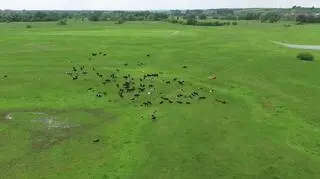 Krowy przez lata chodziły samopas