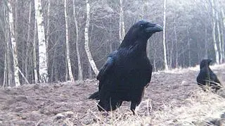 Kruki 