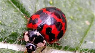 Krwistoczerwona Harmonia, fot: www.cirrusimage.com