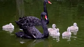 Ktoś otruł łabędzie w poznańskim zoo